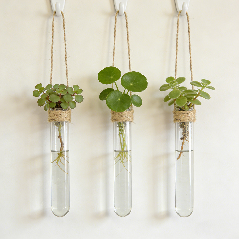 แจกันดอกไม้แบบไฮโดรโปนิกส์ติดผ - Florist Supply Vases บทวิจารณ์และราคา